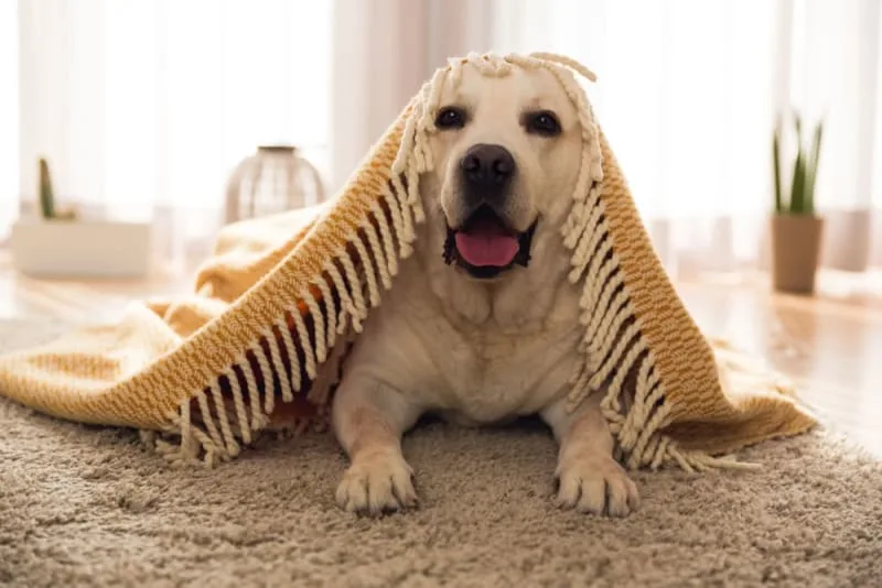Can a Vaccinated Dog Get Rabies?