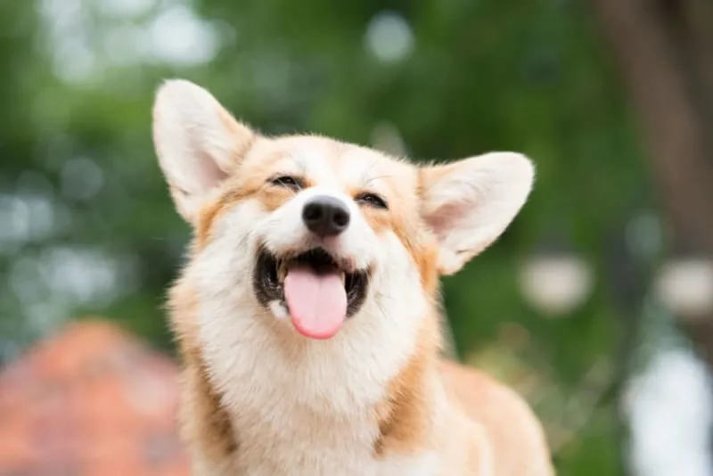 Treatment of Ear Infections in Dogs