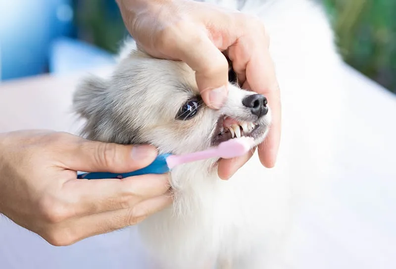 Dog Dental Care