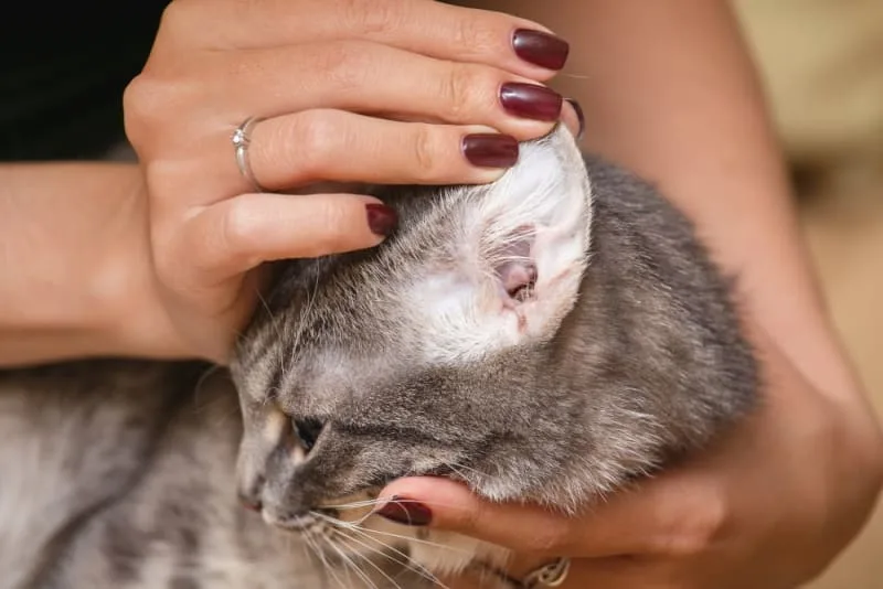 Ear Mites in Cats: Causes, Treatment & Prevention