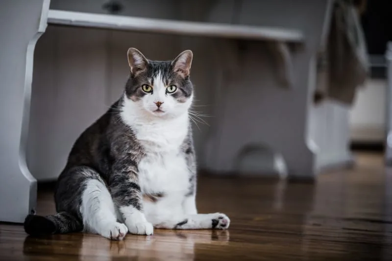 Is My Cat Overweight? How to Tell if Your Cat is Overweight