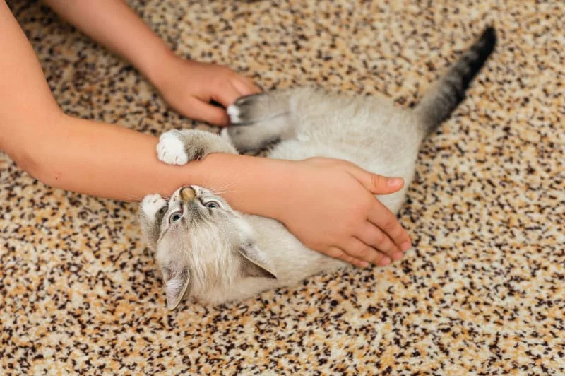What to Expect When Your Kitten Is Teething