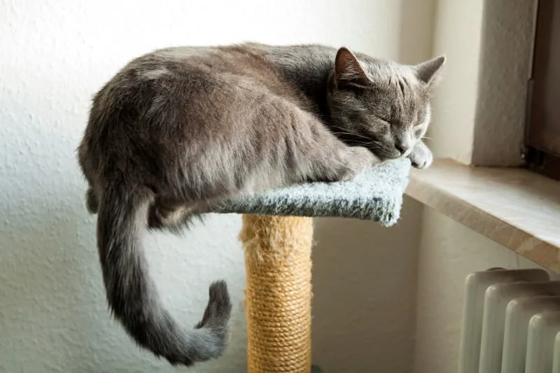 How long can you leave a cat alone?