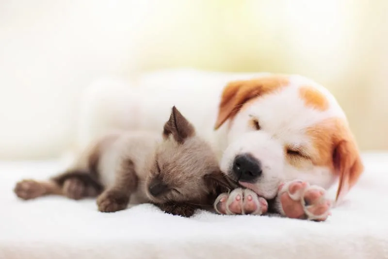 Puppy Teething 101