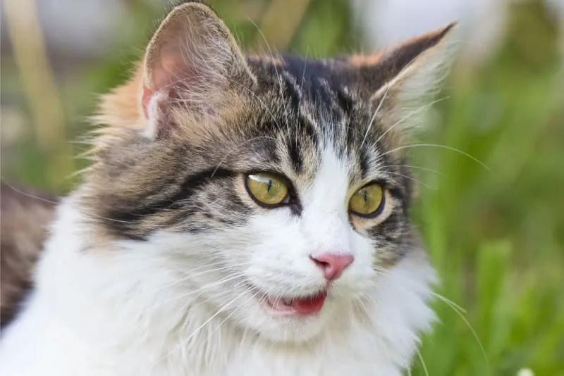Why Is My Cat Breathing Fast?
