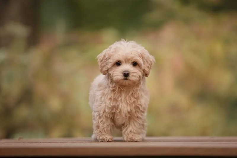 Vet Recommended Puppy Vaccination Schedule