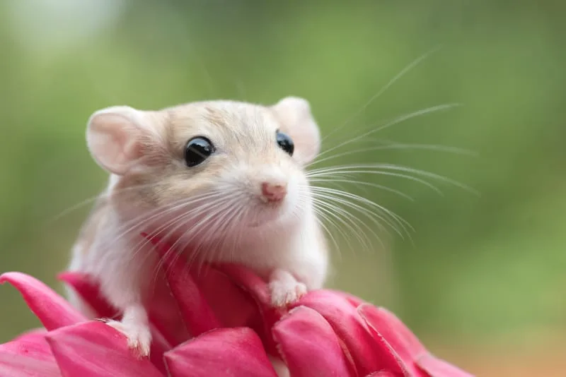 Owning a Pet Gerbil