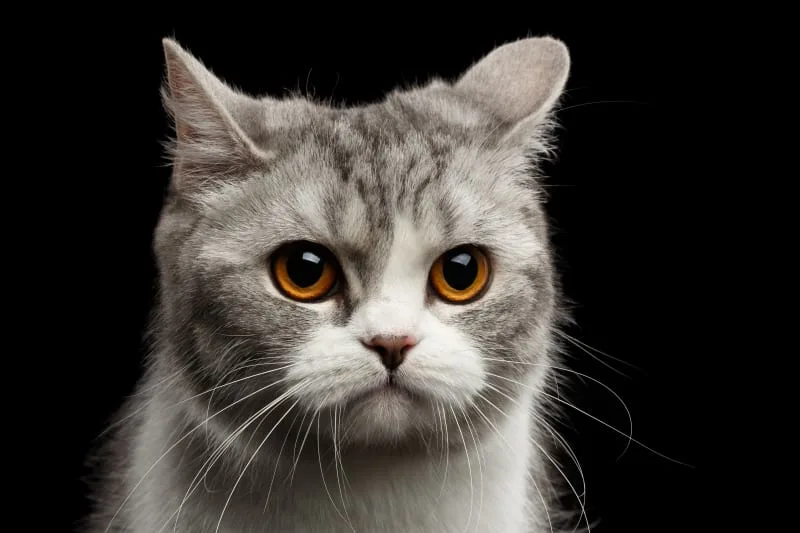 What Causes Constipation In Cats?