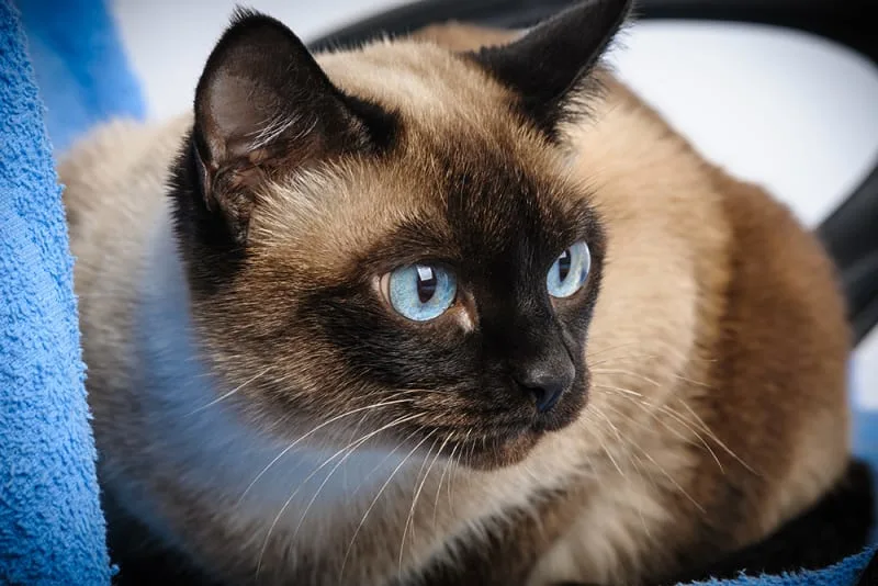 Aural Hematomas in Cats
