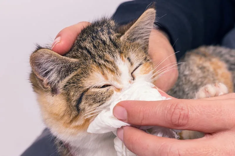 Cat Colds