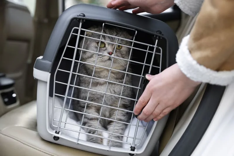 Where to Leave a Cat While on Vacation?