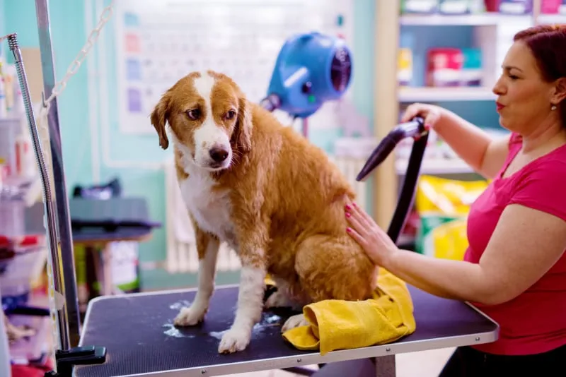 Tips For Grooming An Aggressive Dog