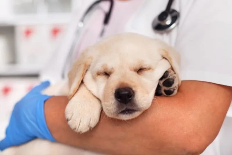 The Art of Raising a Puppy: Guide for the First Year