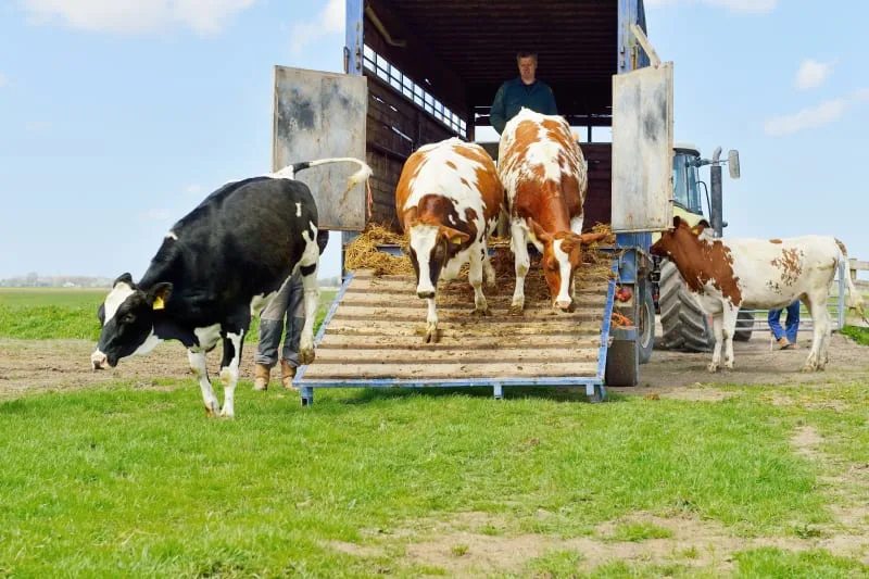 Animal Health Certificates: Who Can Issue Them?