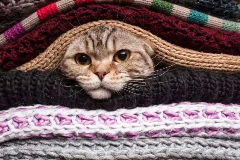 Can Cats Get a Cold?