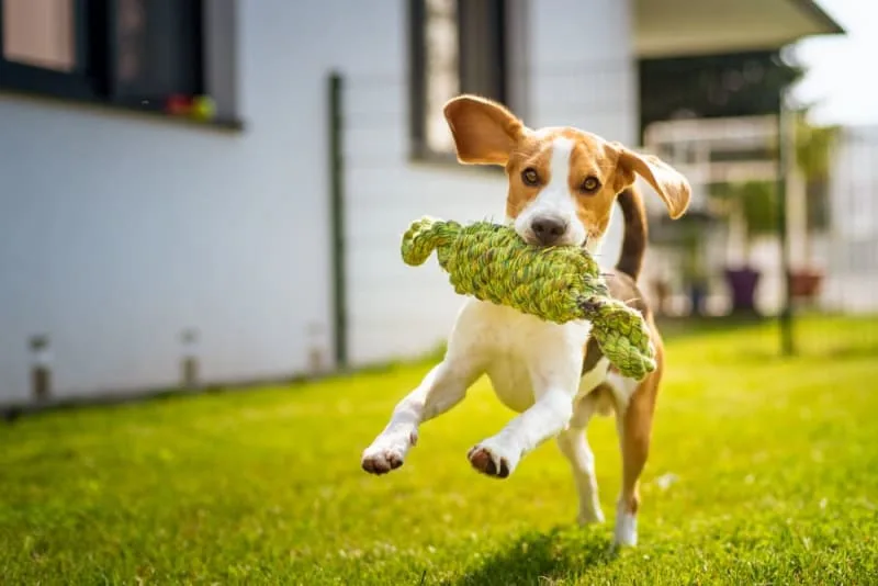 Whipworm In Dogs: Symptoms, Treatment & Prevention