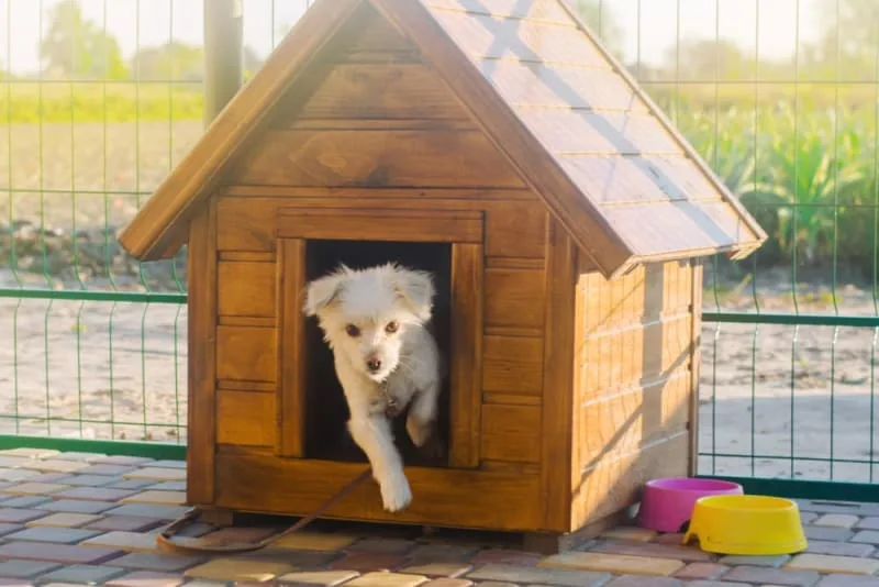 Dog Boarding: What to Look for When Boarding Your Dog