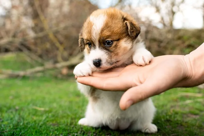 Knuckling in Puppies: Causes & Ways to Help Your Puppy
