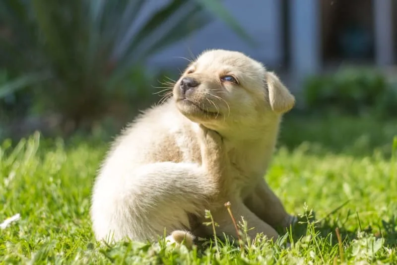 Dog Skin Problems: Dog Scratching, Itching, & Other Skin Conditions