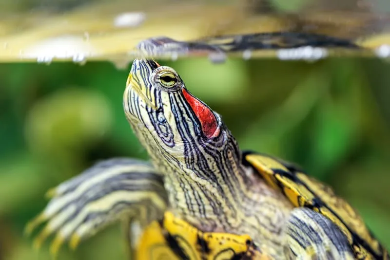 Turtles - Exactly What Kind of Animal Are They?