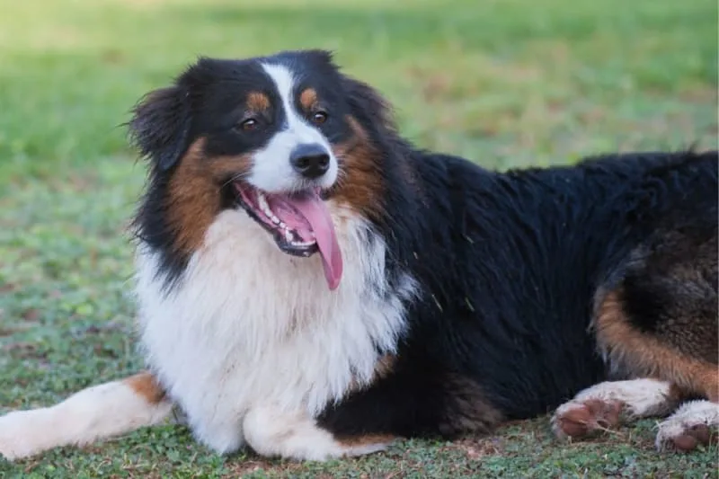 Excessive Panting in Dogs
