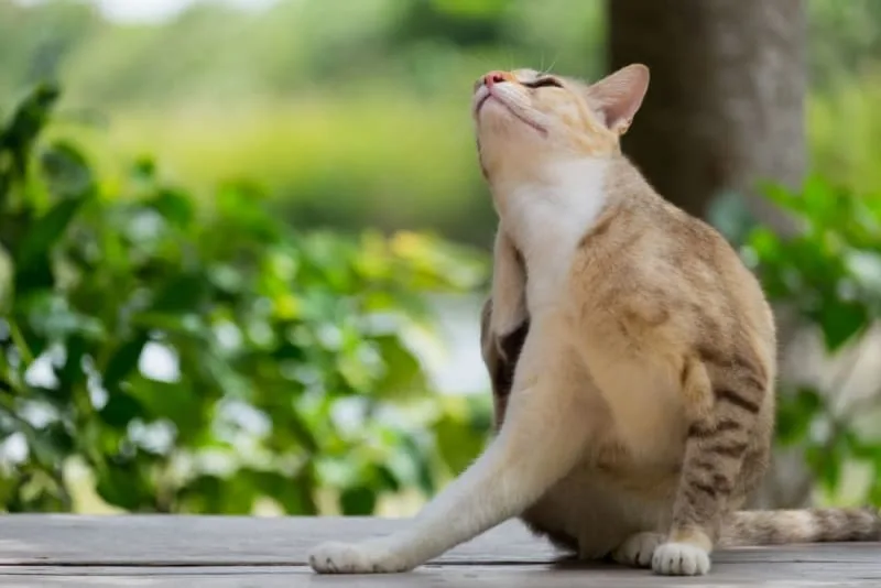 Cat Skin Allergies