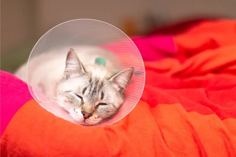 Common Cat Illnesses That Are Contagious
