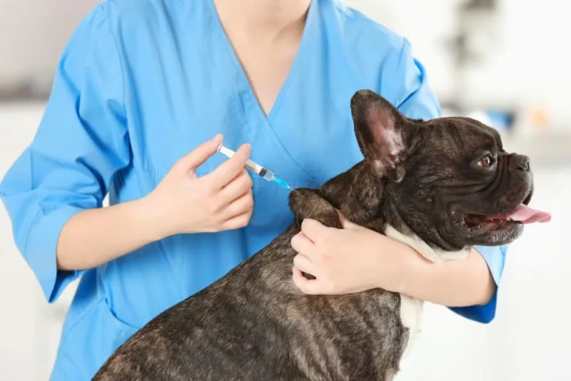 Vaccine Reactions in Dogs: Everything You Should Know
