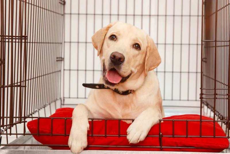 Dog Boarding: What To Look For When Boarding Your Dog