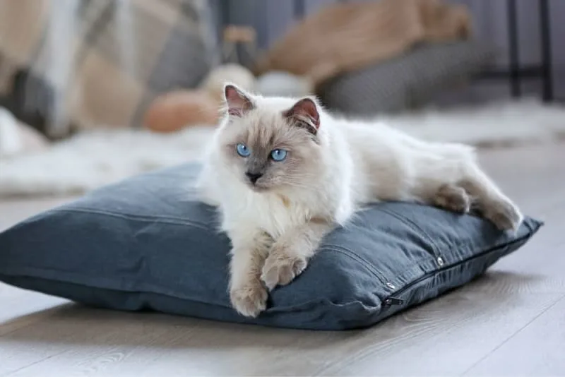 Where to Leave a Cat While on Vacation?