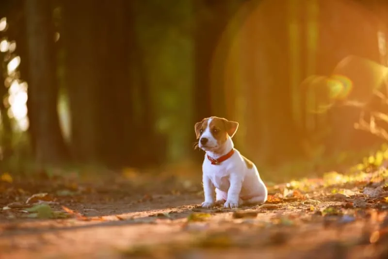 How to Recognize & Treat Bladder Infections In Dogs
