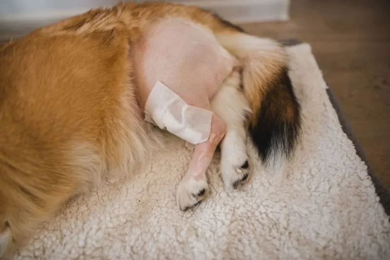 Cranial Cruciate Ligament (CCL) Surgery in Dogs