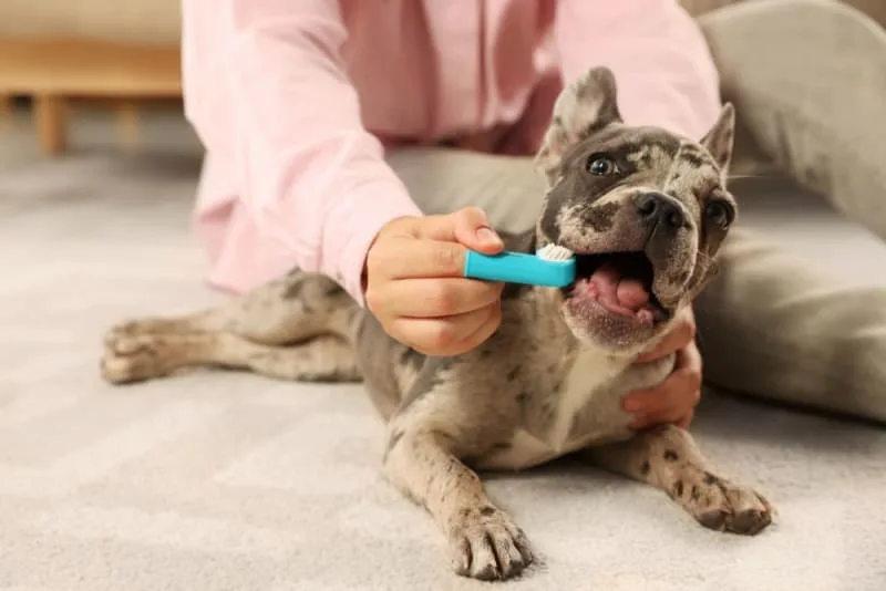 Common Dental Problems in Dogs
