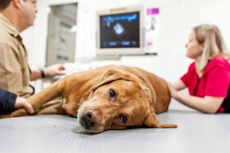 What is Anemia in Dogs?