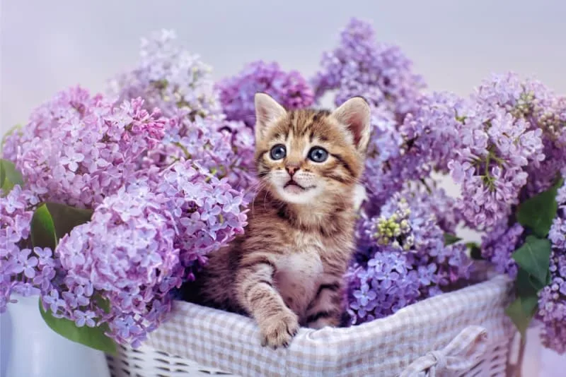 Kitten Teething: What You Need to Know