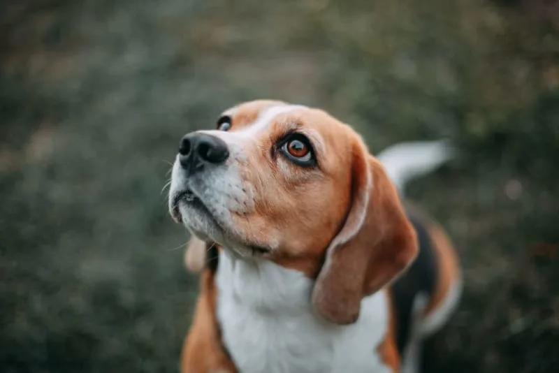 What is Whipworm in dogs? Causes, Treatment & Prevention