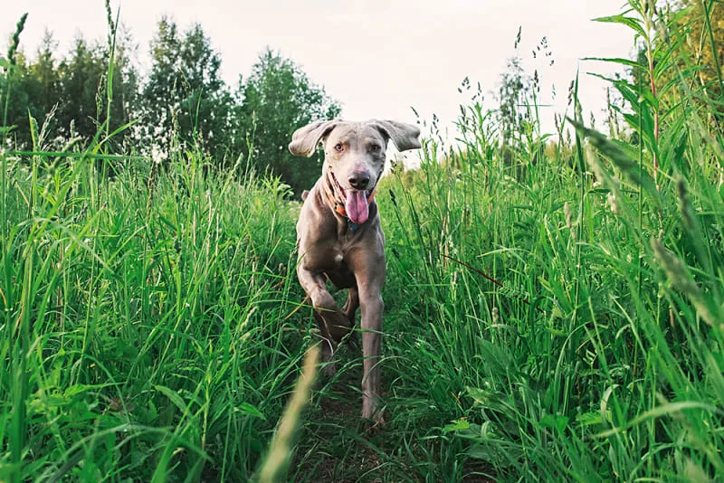 Is it safe for dogs to eat grass?