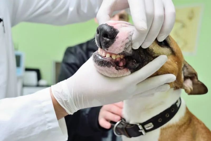 Broken Jaws in Dogs: Causes & Treatments