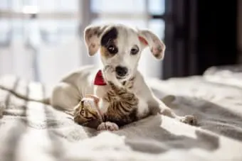 Raising a Puppy and Kitten Together