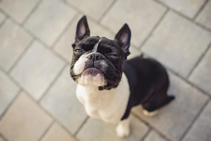 Urinalysis For Dogs & Cats