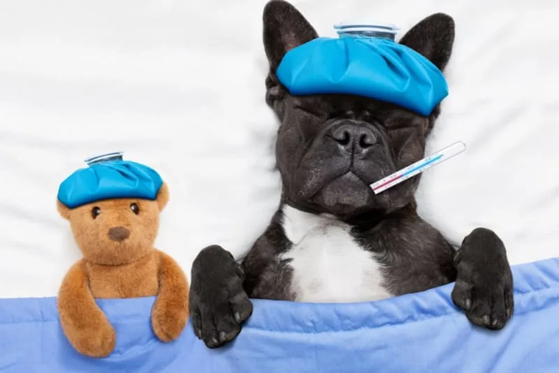 The Most Common Dog Illnesses: Symptoms and Treatment