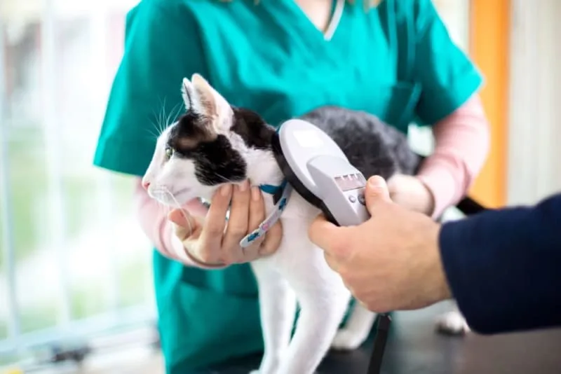 Should I get my cat microchipped?