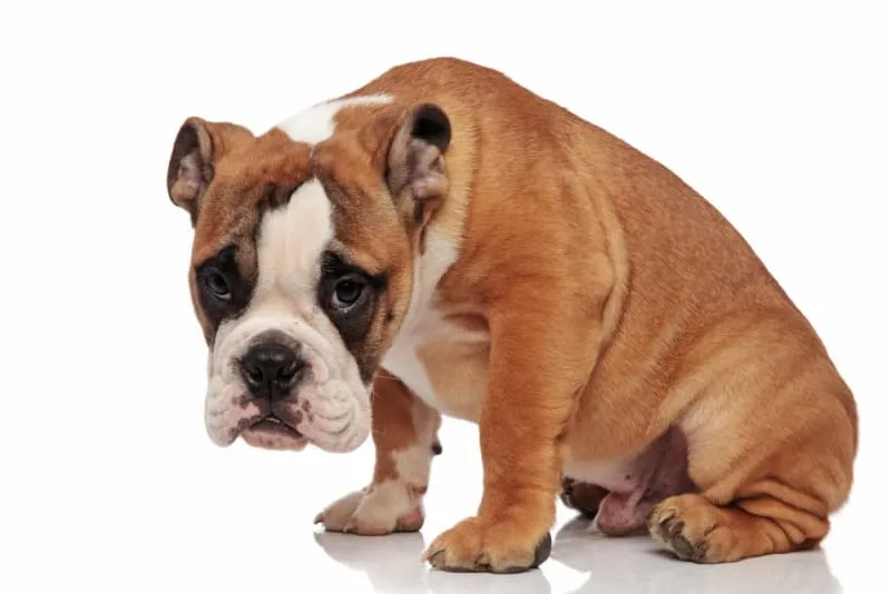 Tapeworm Infections in Dogs