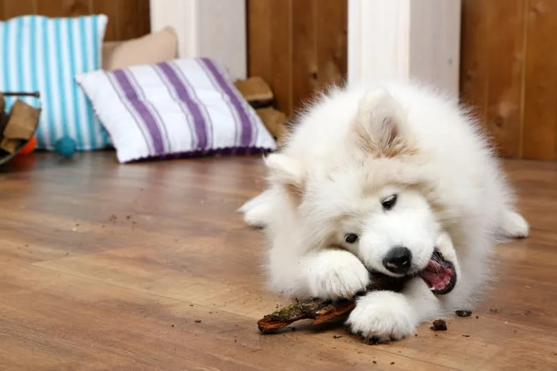 Intestinal Blockage Surgery in Dogs