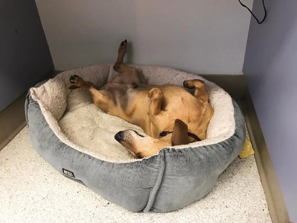 dog after veterinray exam