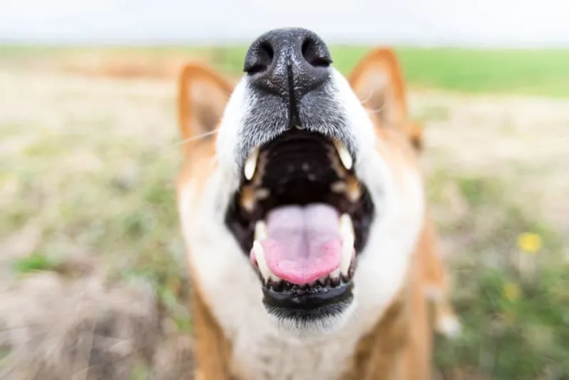 Is a dog's mouth cleaner than a human's mouth?