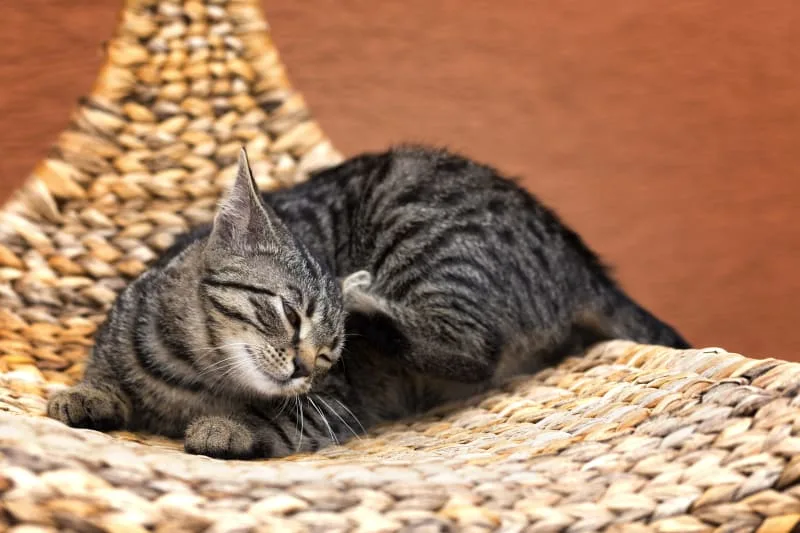 Causes of Ear Mites in Cats & How To Treat It