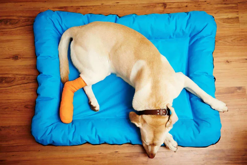 TTA Surgery for Cruciate Ligament Rupture