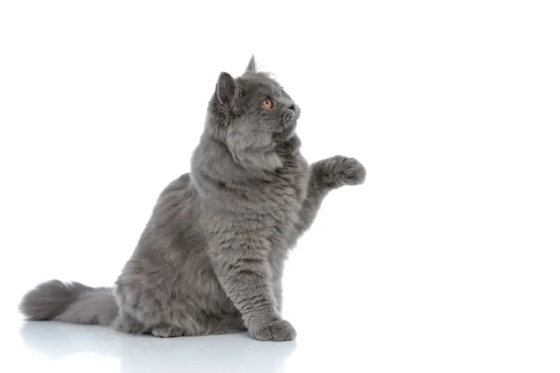 Why Is My Cat Limping All of a Sudden?