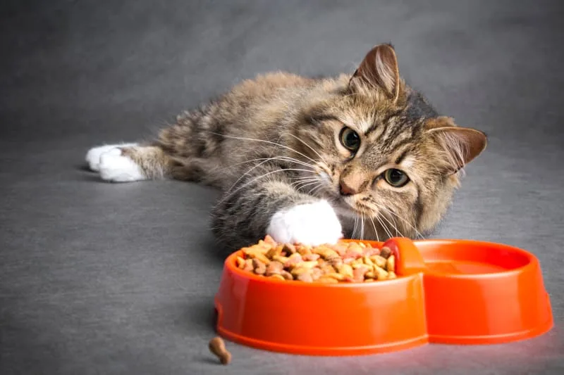 My cat won't eat - is this an emergency?